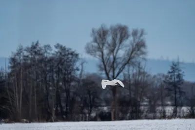 2024-01-21 Vögel Angerstein