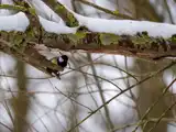 A7400098-Verbessert-RRLR