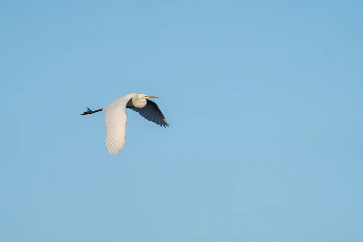 A7400215LR