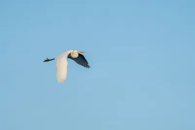 A7400215LR