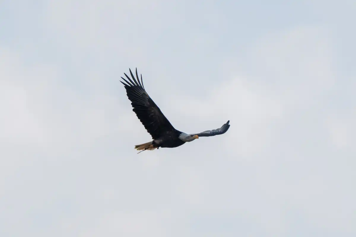 A7400280LR