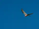 A7401464-Verbessert-RRLR