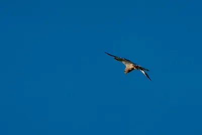 A7401467-Verbessert-RRLR