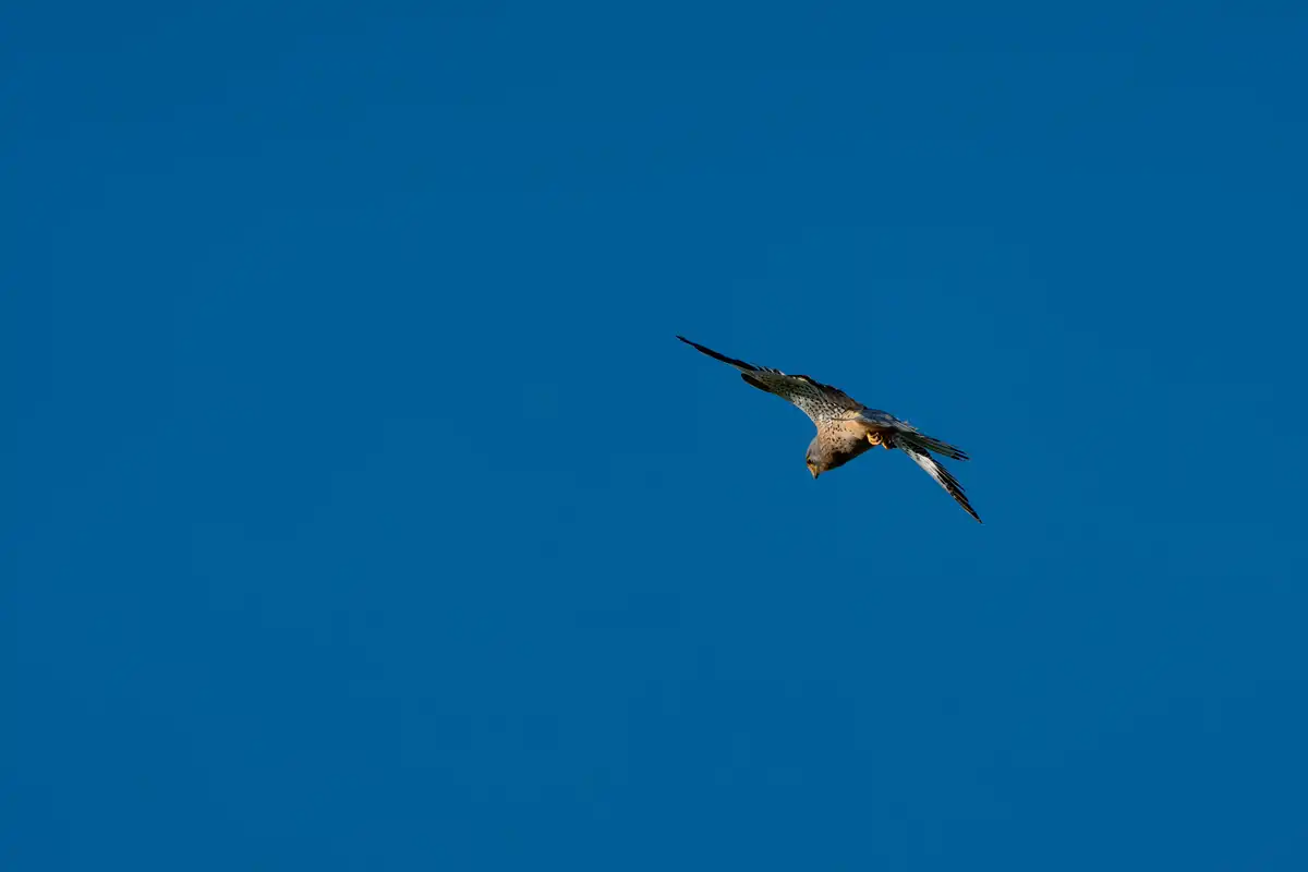A7401467-Verbessert-RRLR