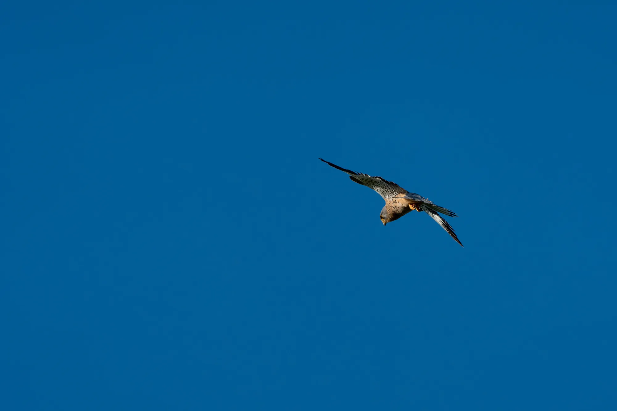 A7401467-Verbessert-RRLR