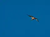 A7401467-Verbessert-RRLR