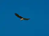 A7401469-Verbessert-RRLR