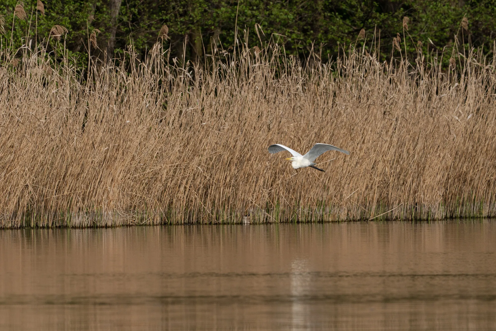 A7401855LR