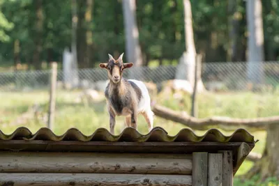 2023-07-15 Wildpark Neuhaus