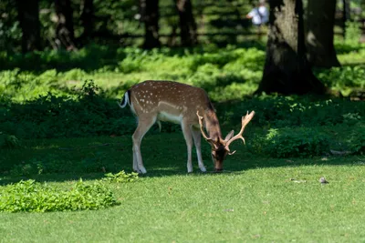 2023-08-26 Tierpark Edersee