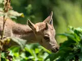 A7406139LR