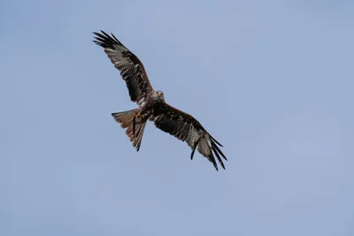 A7408670-Verbessert-RRLR