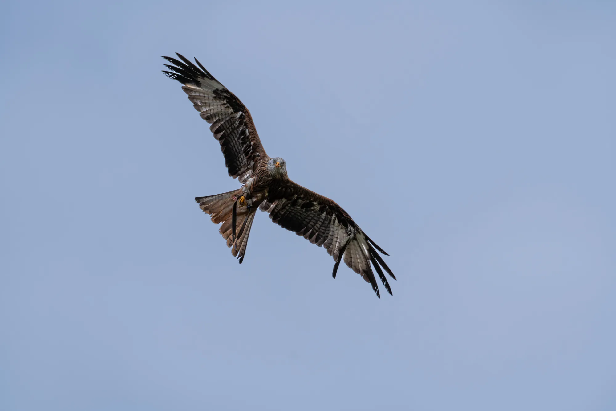 A7408670-Verbessert-RRLR