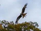 A7408686LR