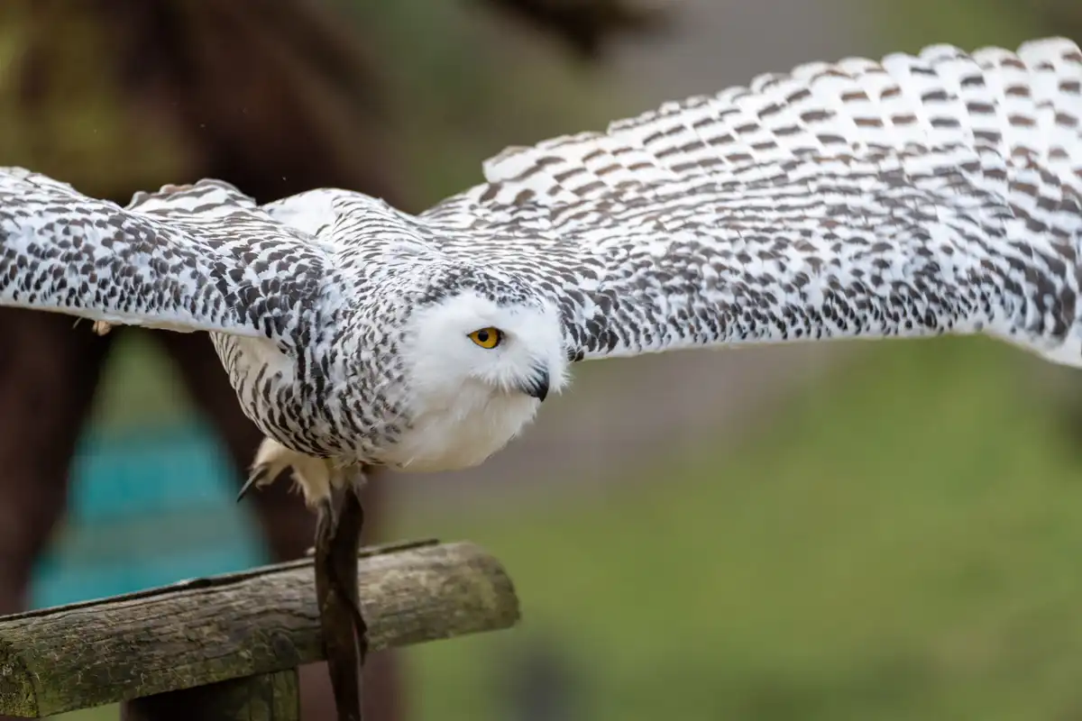 A7409194LR